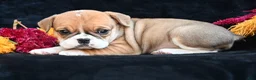 Mixed Breed dogs for sale: Macy - Ad 10