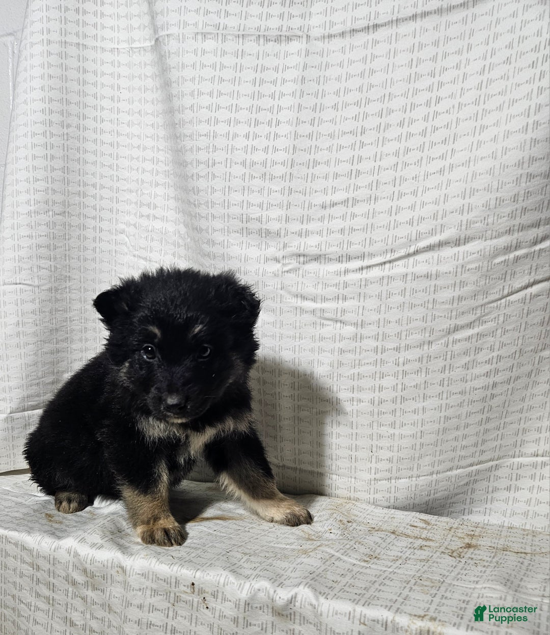 Mixed Breed dogs for sale: Sofia - Ad 5