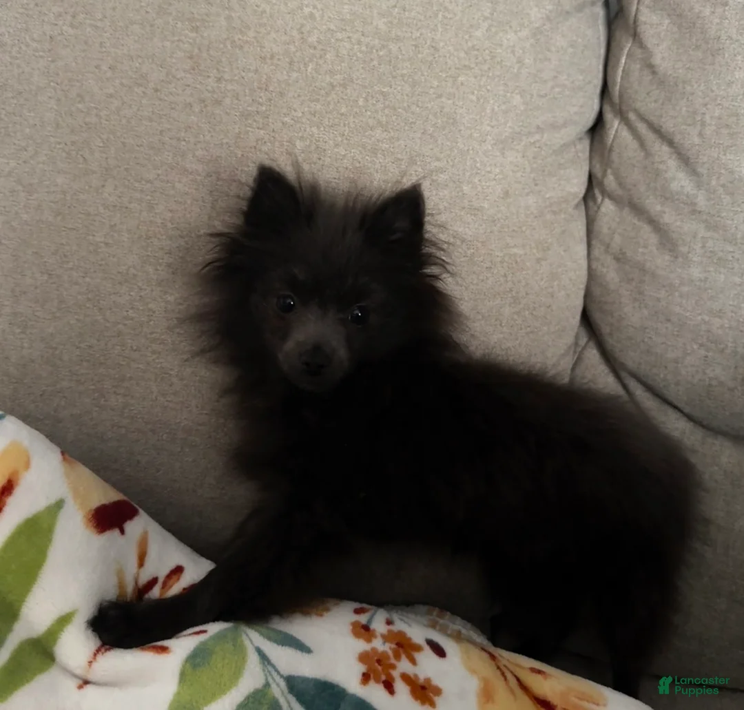 Pomeranian dogs for sale: Saint - Ad 16