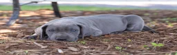 Great Dane dogs for sale: Axel - Ad 7