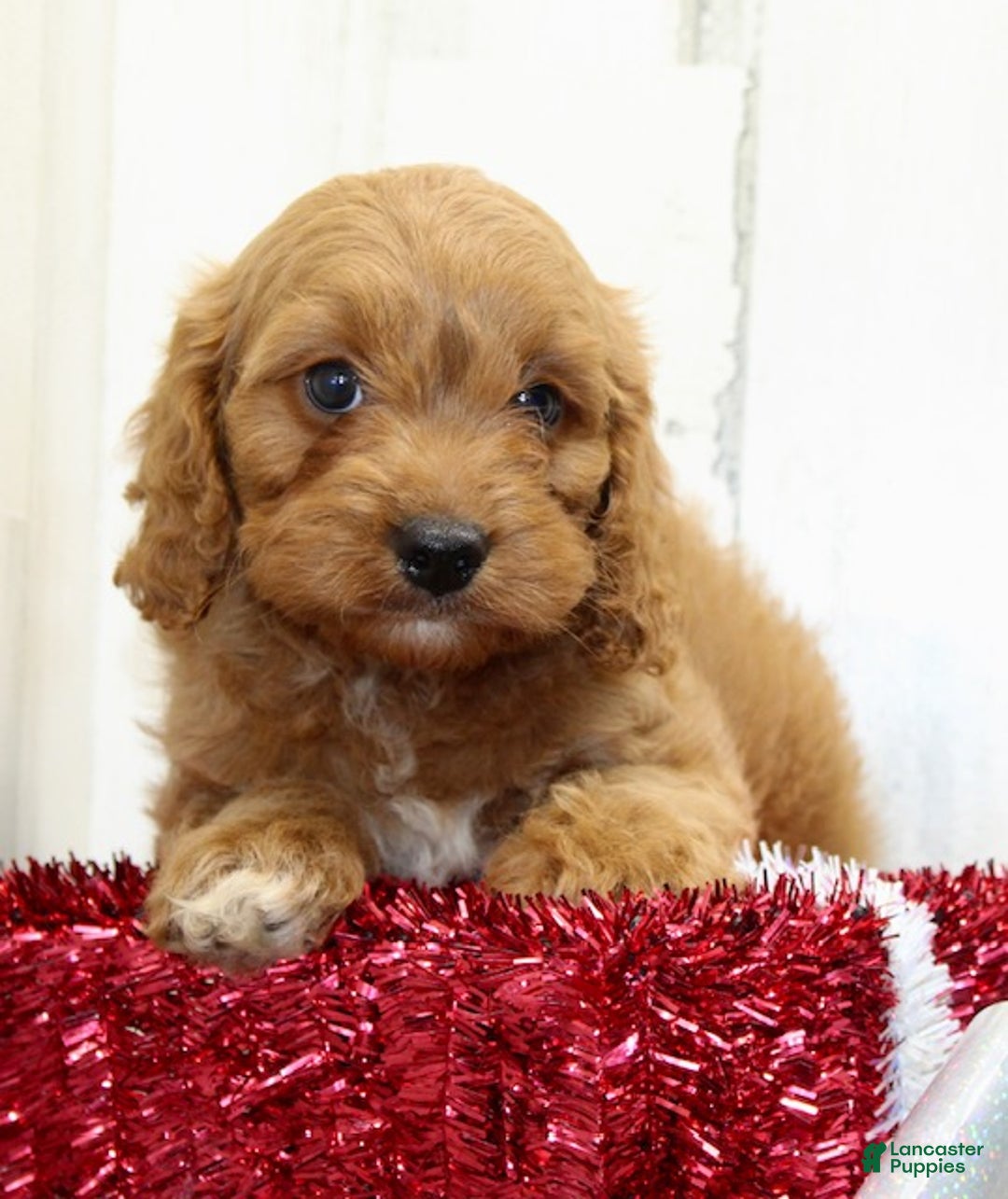 Cavapoo dogs for sale: Charlie - Ad 9