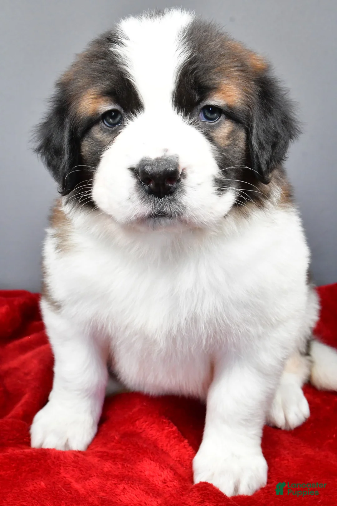Saint Bernard dogs for sale: nikki - Ad 2