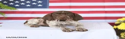 German Shorthaired Pointer dogs for sale: Twilight - Ad 4