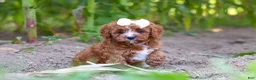 Cavapoo dogs for sale: Sky - Ad 10