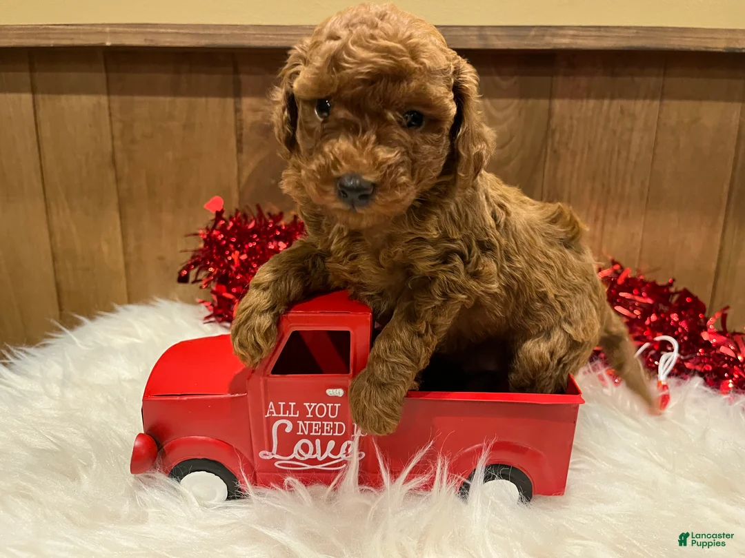 Toy Poodle dogs for sale: Toy Poodle Puppy 1 - Ad 7