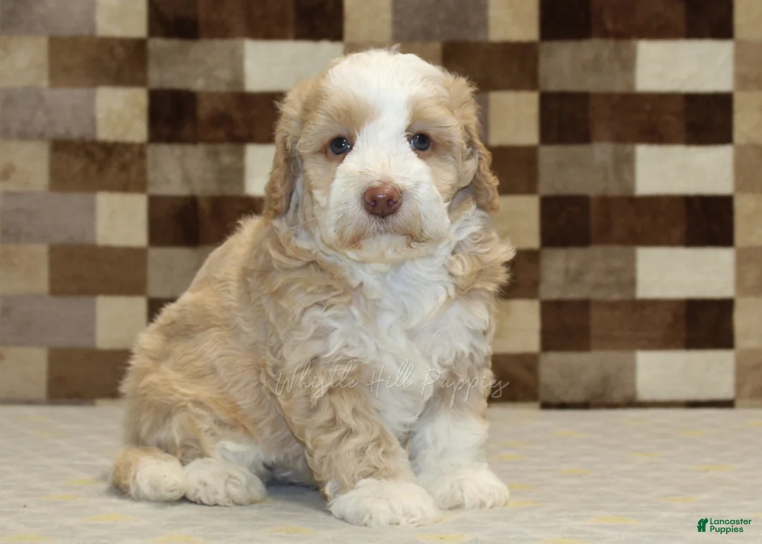 Mini Bernedoodle dogs for sale: Hank - Ad 4