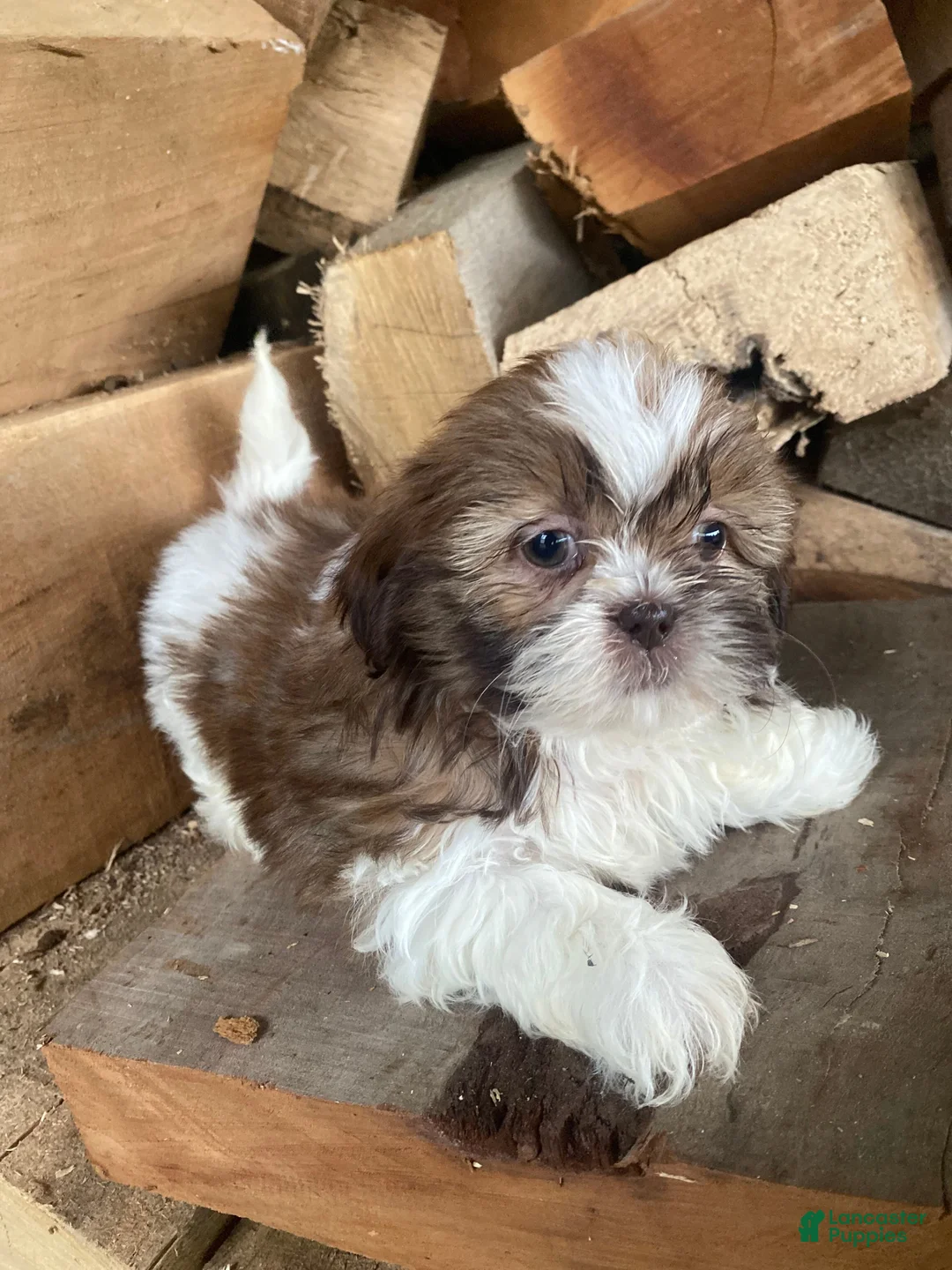Shih Tzu dogs for sale: Emma - Ad 10
