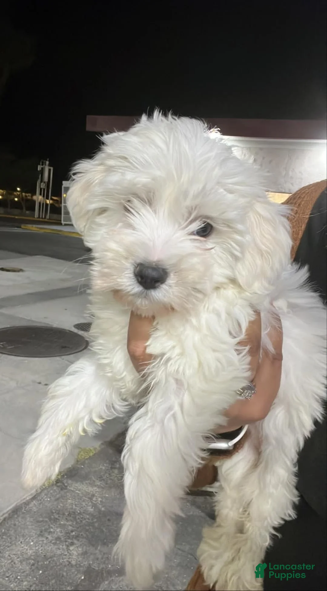 Maltipoo dogs for sale: Maltipoo Puppy 2 - Ad 1