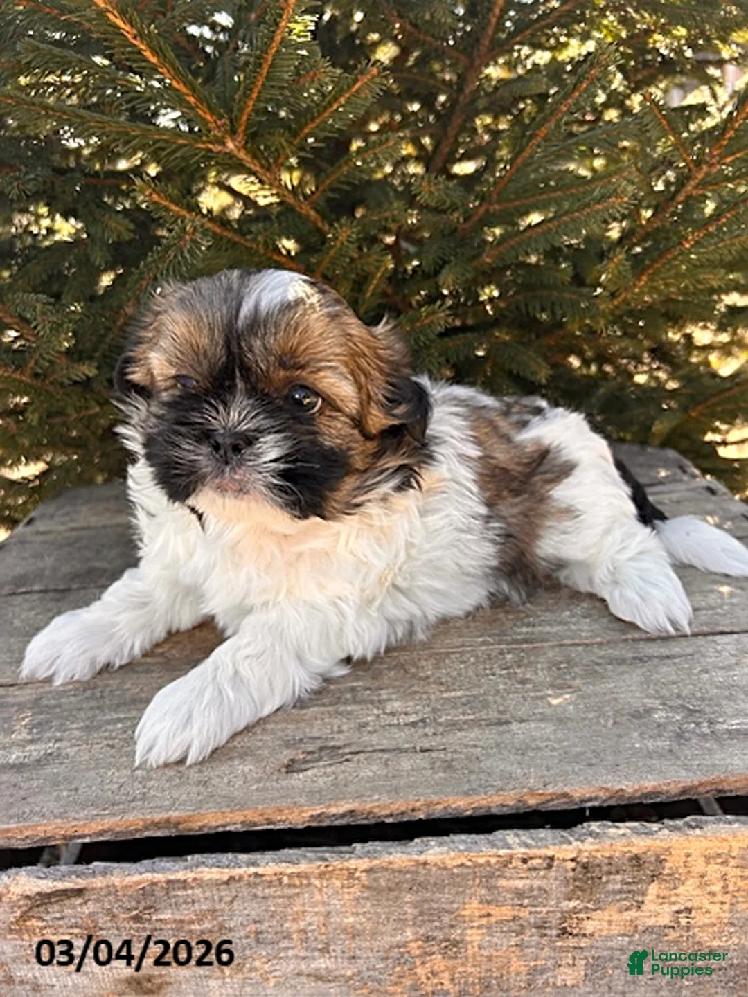Shih Tzu dogs for sale: Jinx - Ad 2