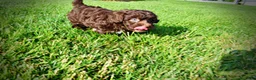 Havapoo dogs for sale: Cookie - Ad 15