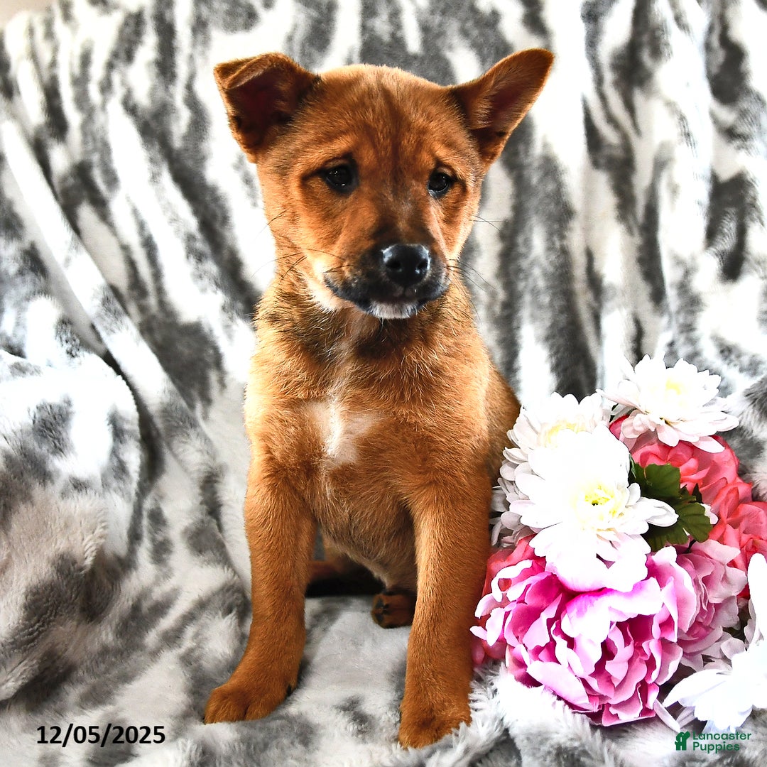 Mixed Breed dogs for sale: Missy - Ad 3