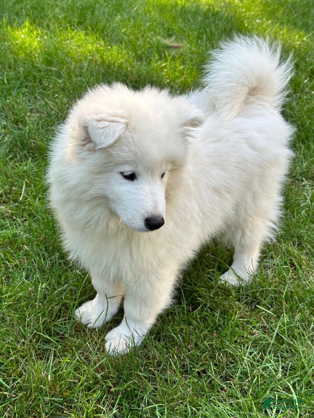 Domino for sale in Eagle Lancaster Puppies