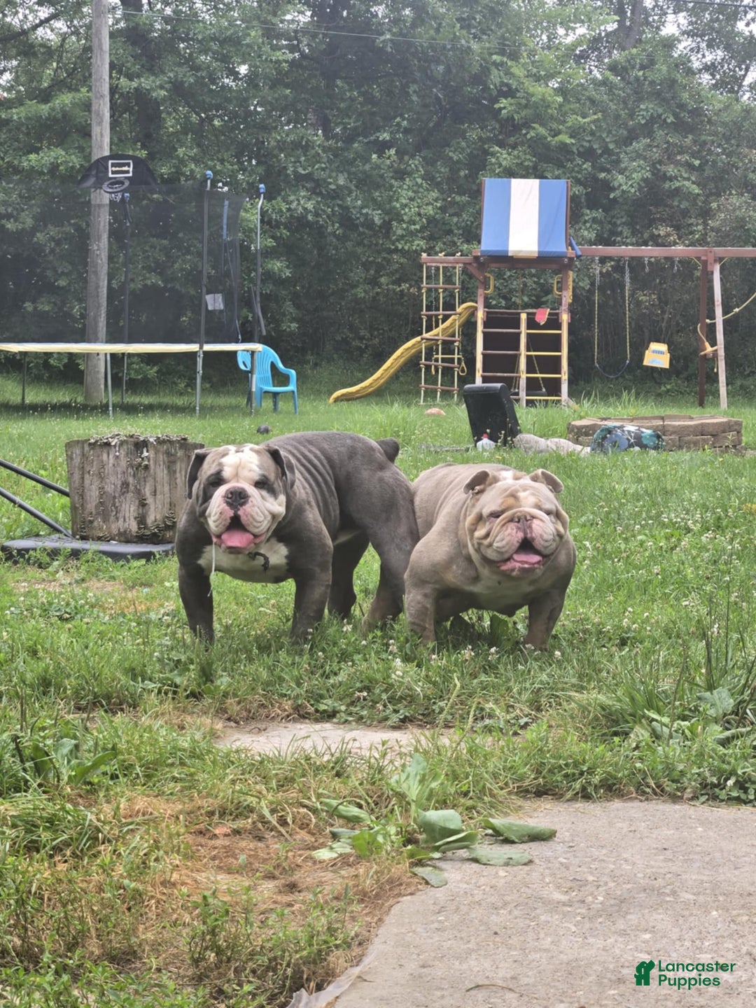 Olde English Bulldogge dogs for sale: Olde English Bulldogge Puppy 2 - Ad 7