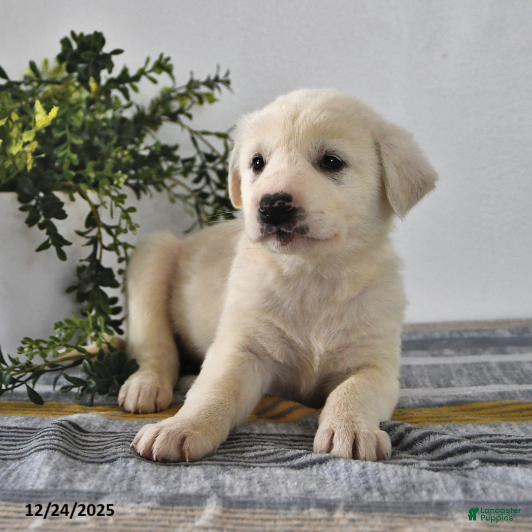 Mixed Breed dogs for sale: Buster - Ad 2