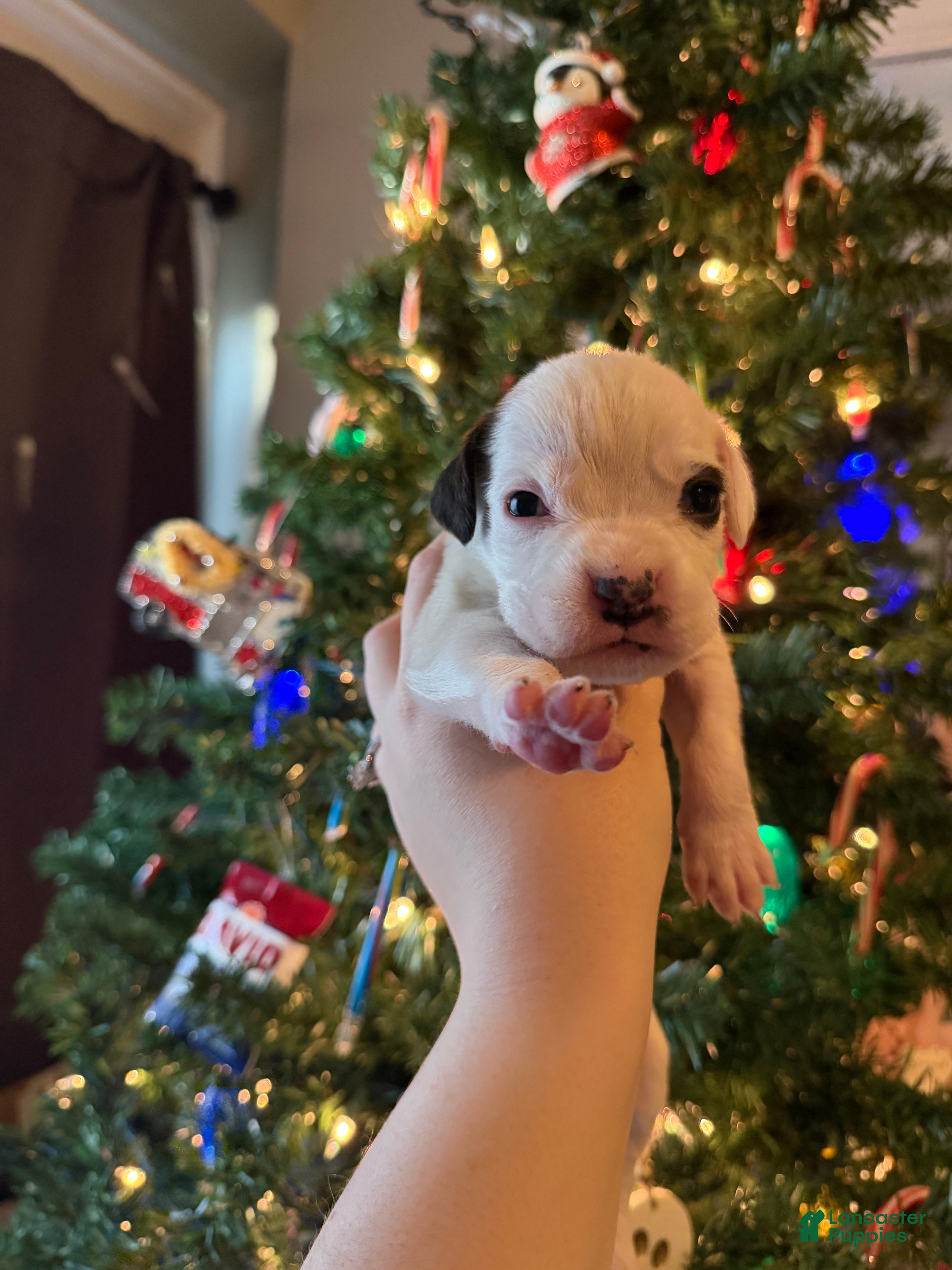 Boxer dogs Frosty - Ad 37