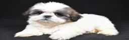 Shih Tzu dogs for sale: Gracie - Ad 5