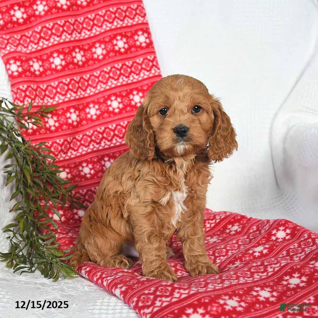 Cockapoo dogs for sale: Orbit - Ad 4