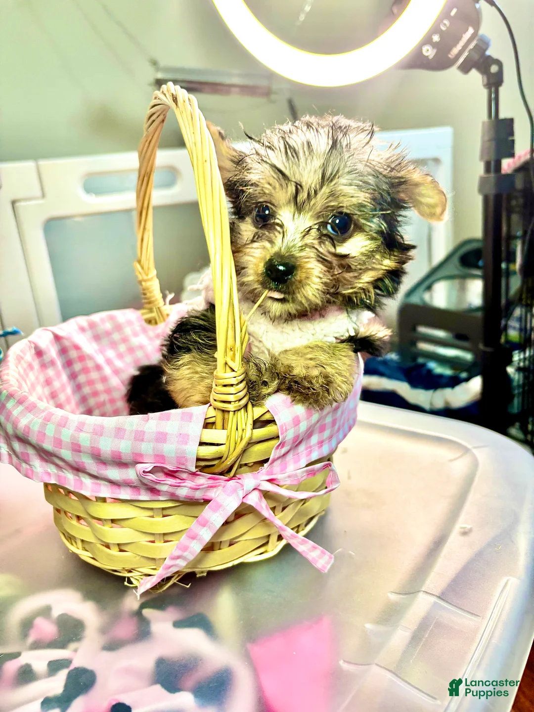 Mixed Breed dogs for sale: Khaotica - Ad 2