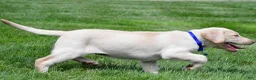 Labrador Retriever dogs for sale: Tammy - Ad 4