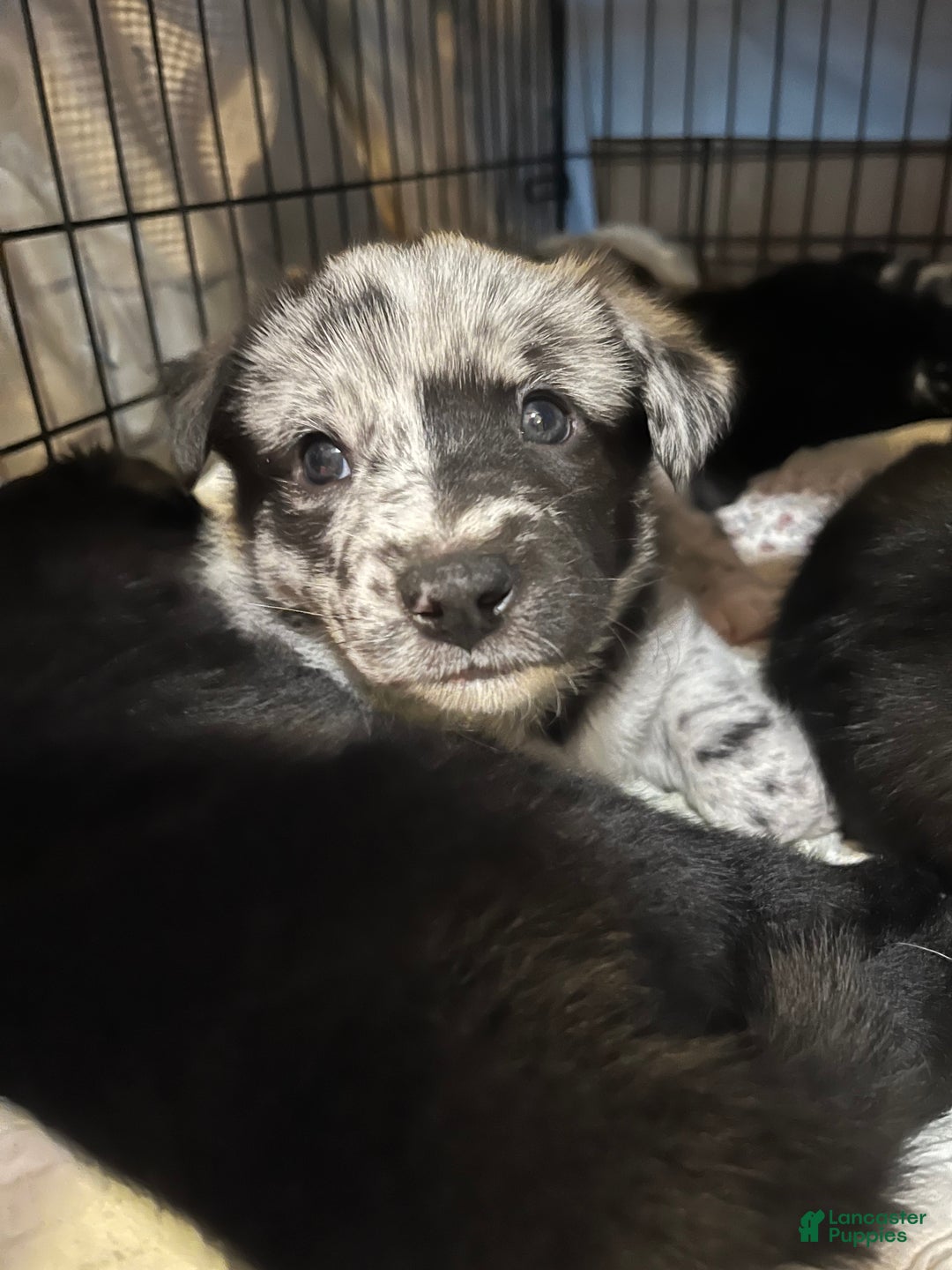 Mixed Breed dogs for sale: Clifford - Ad 2