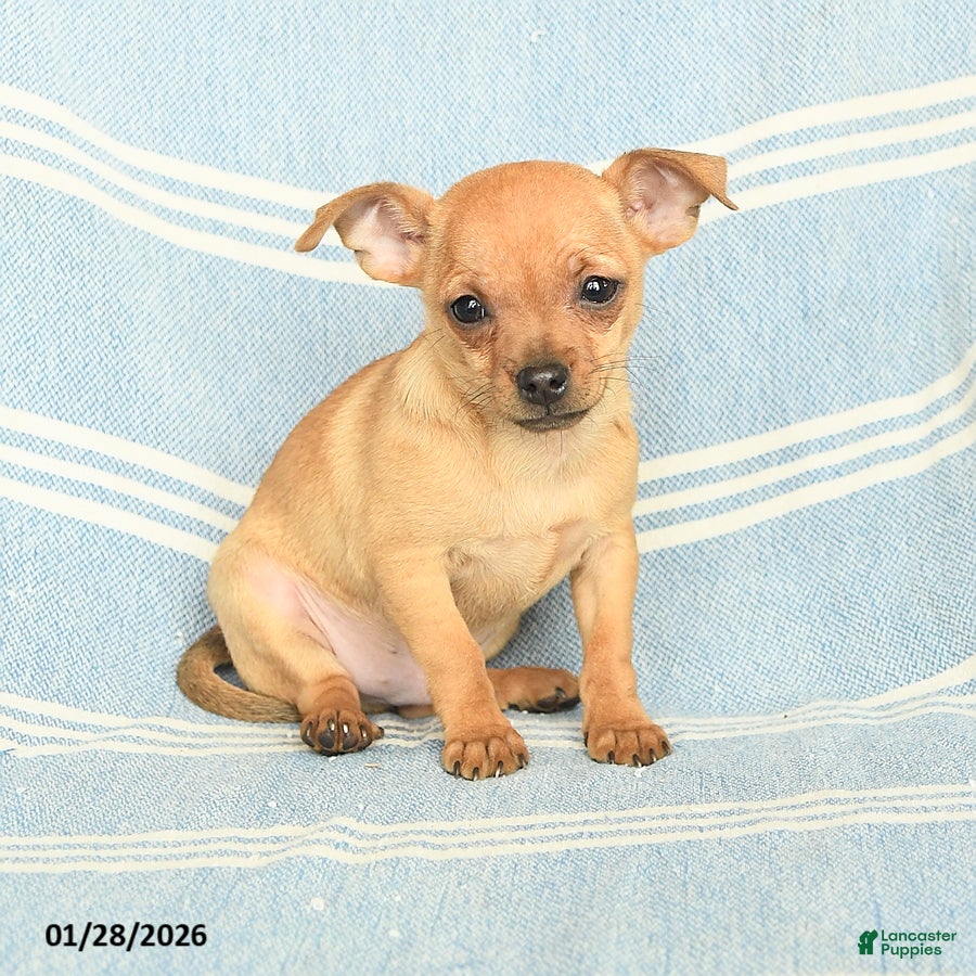 Mixed Breed dogs Paddington - Ad 41