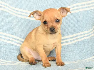 Mixed Breed dogs Paddington - Ad 41