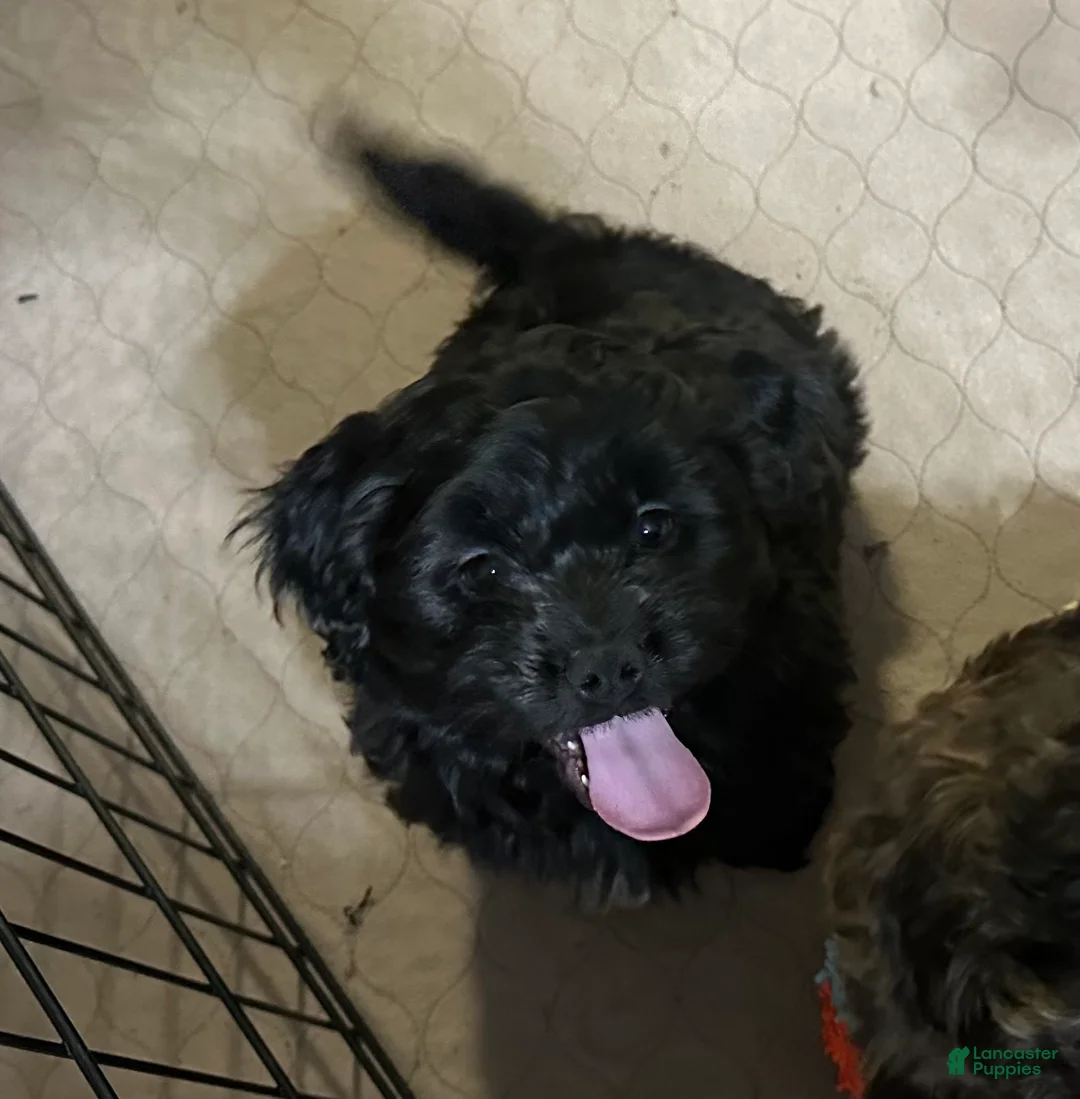 Shihpoo dogs for sale: Shihpoo Puppy 1 - Ad 2