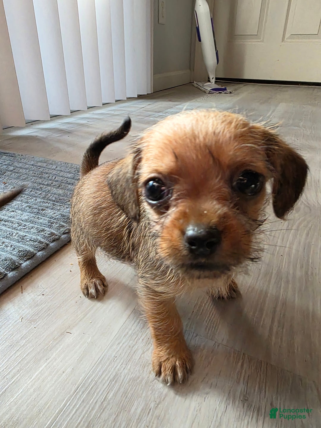 Mixed Breed dogs for sale: Jack - Ad 3