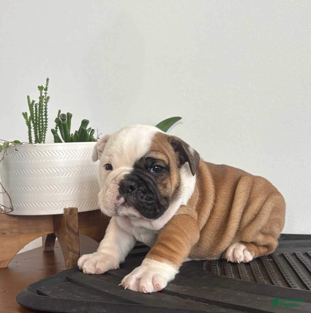 English Bulldog dogs for sale: Tater - Ad 9
