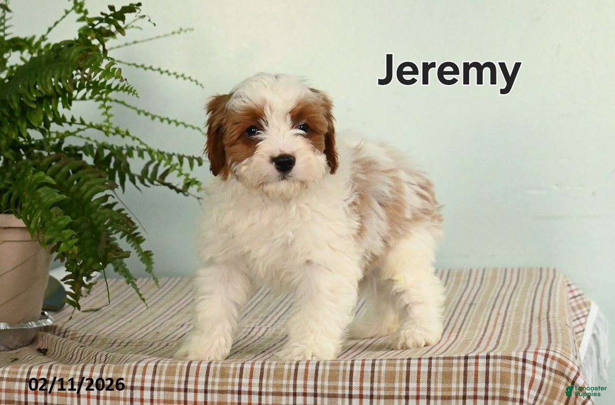Cavapoo dogs Jeremy - Ad 26