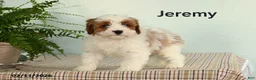 Cavapoo dogs for sale: Jeremy - Ad 1