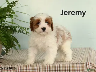 Cavapoo dogs Jeremy - Ad 26