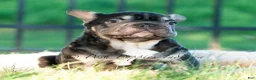 French Bulldog dogs for sale: Hershey Hue - Ad 4