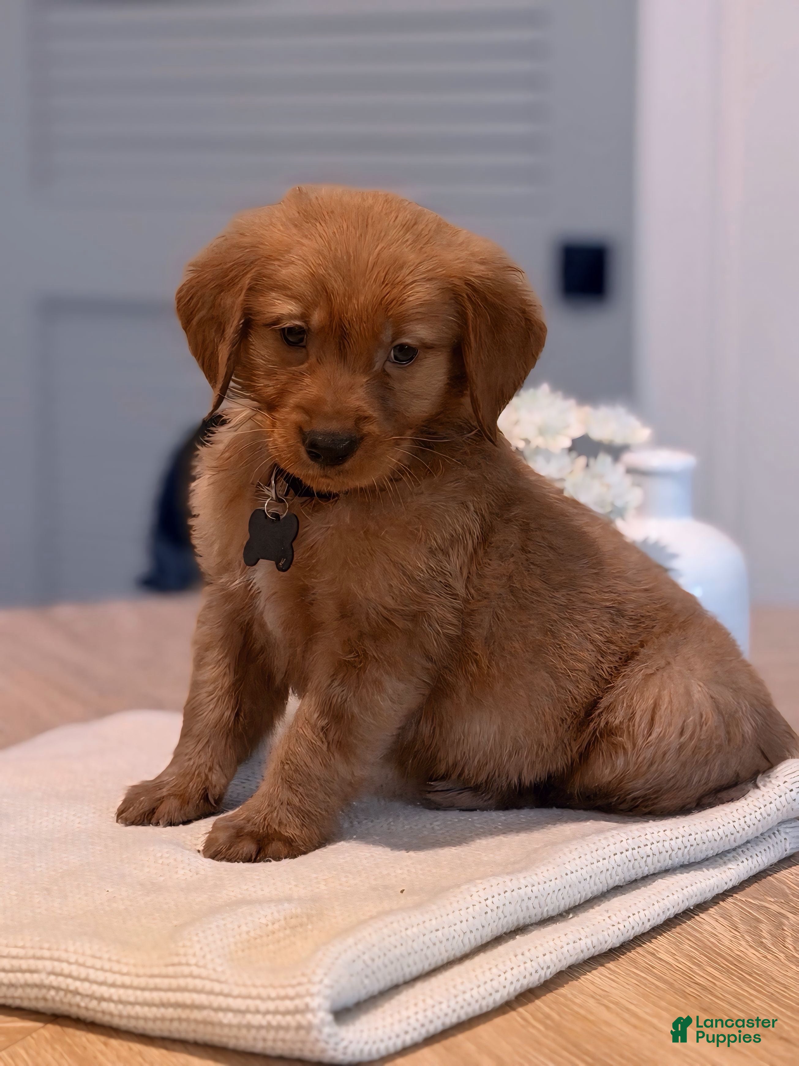 Golden Retriever dogs Golden Retriever Puppy 2 - Ad 39