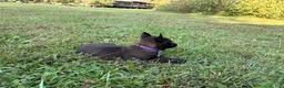 Belgian Malinois dogs for sale: Princess Leia (purple) - Ad 4