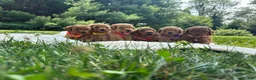 Miniature Poodle dogs for sale: Goldy - Ad 7