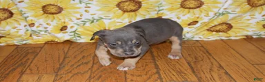 XL American Bully 2