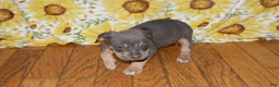 American Bully dogs for sale: XL American Bully 2 - Ad 1