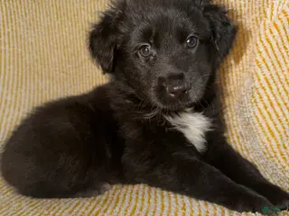 Miniature Australian Shepherd dogs Miniature Australian Shepherd Puppy 1 - Ad 10