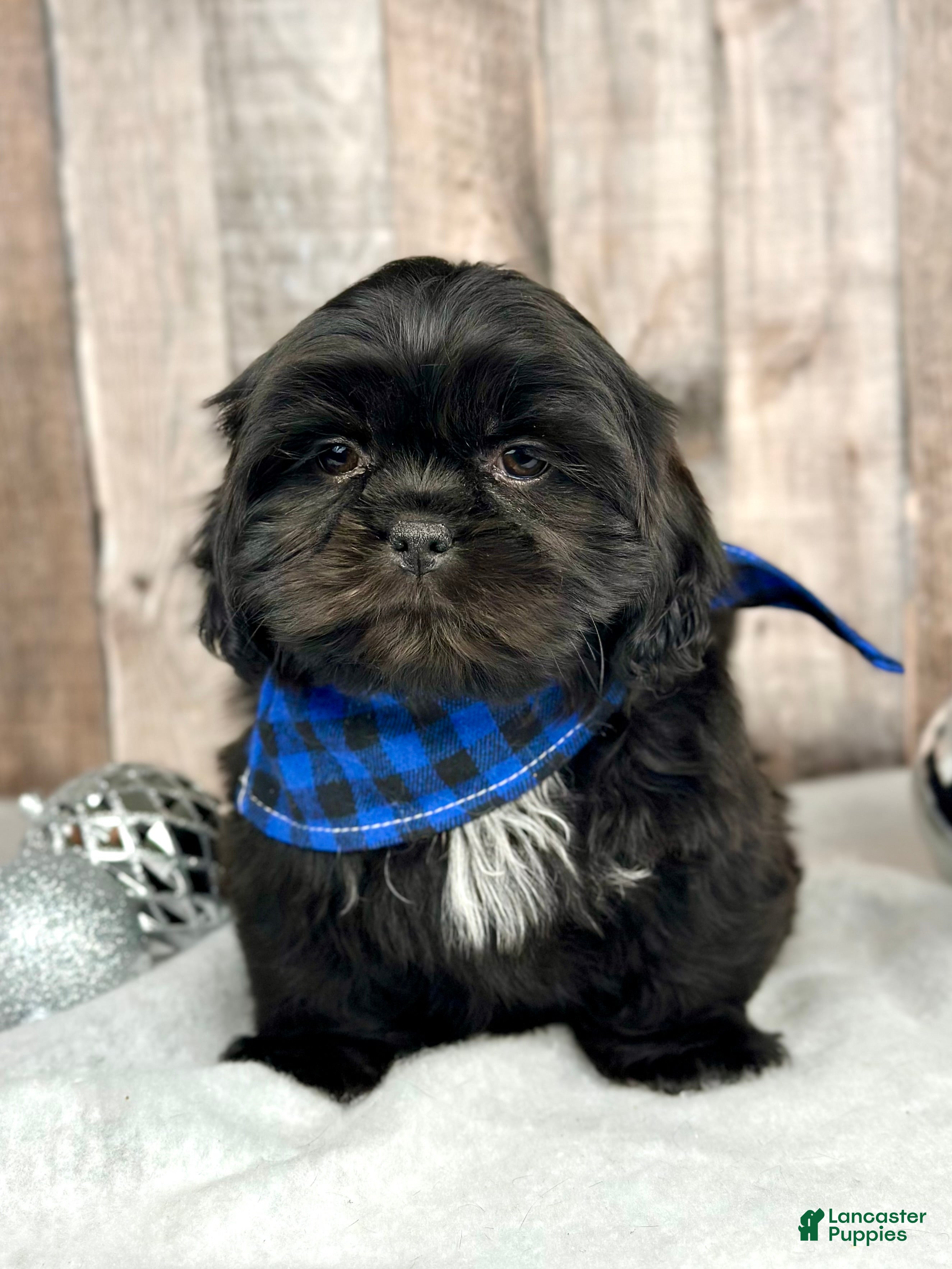 Shih Tzu dogs Boy Huey - 9223 - Ad 17