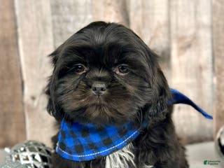 Shih Tzu dogs Boy Huey - 9223 - Ad 27