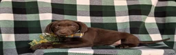 Labrador Retriever dogs for sale: Wallace  - Ad 5