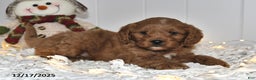 Cavapoo dogs for sale: Cody - Ad 3