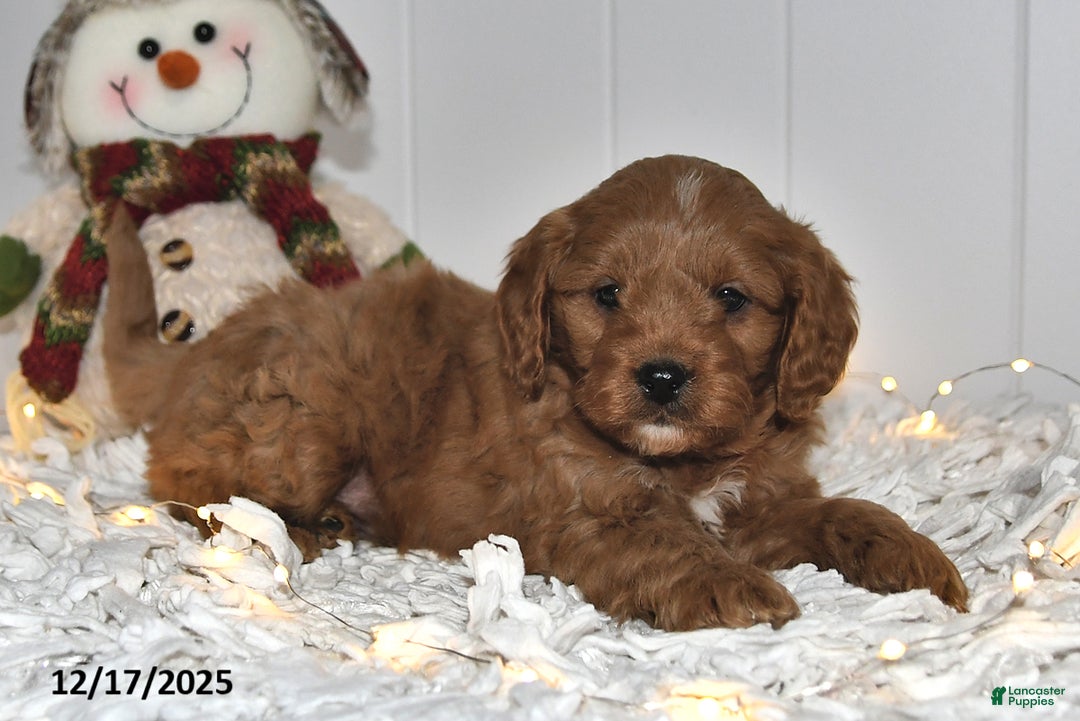 Cavapoo dogs for sale: Cody - Ad 3