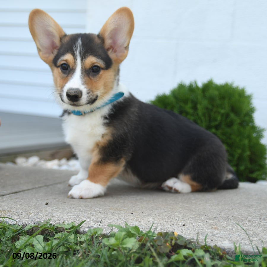 Welsh Corgi Pembroke dogs Bowe  - Ad 1