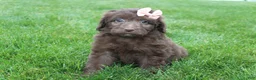 Mini Aussiedoodle dogs for sale: Callie - Ad 7
