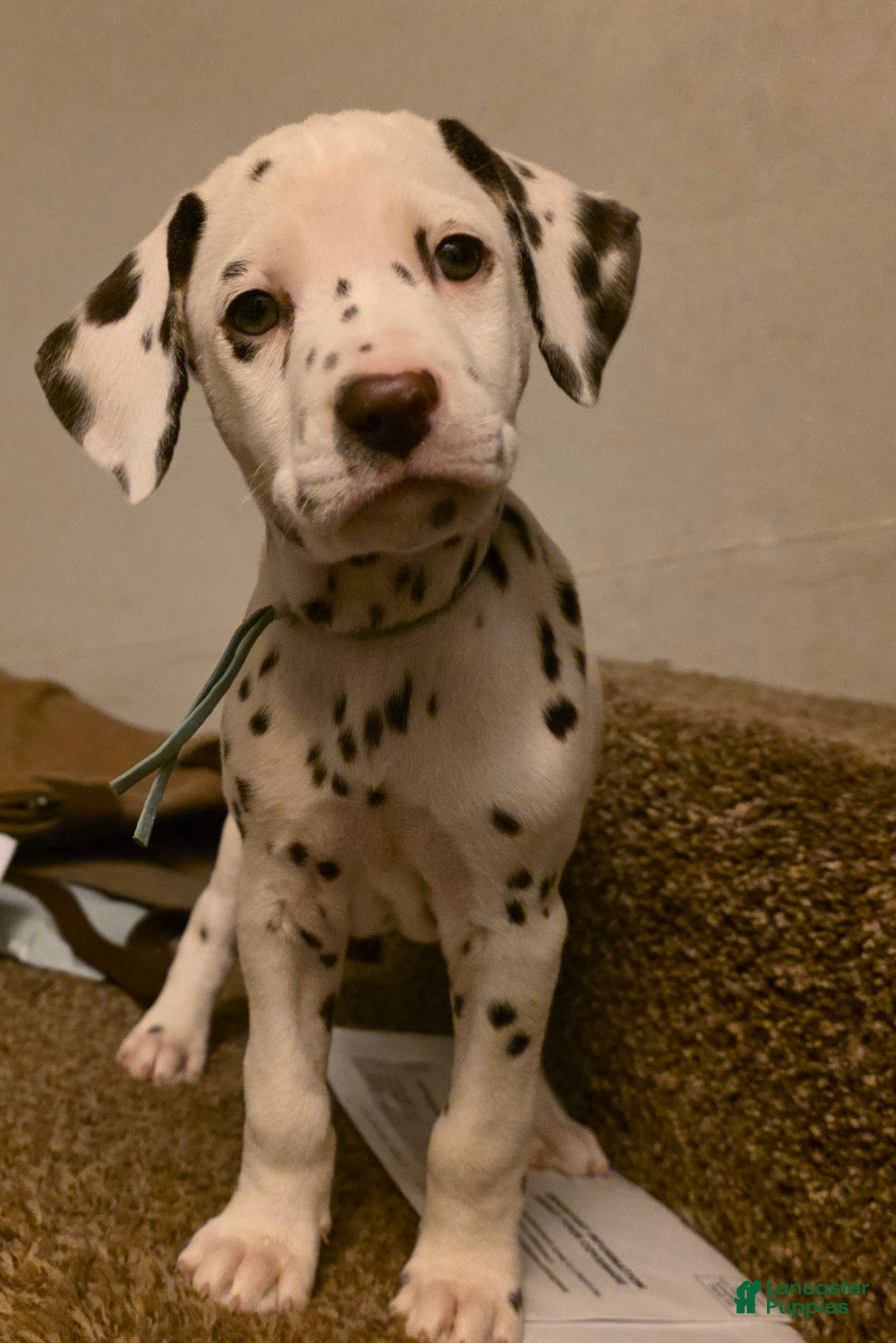 Dalmatian dogs Cocoa - Ad 1
