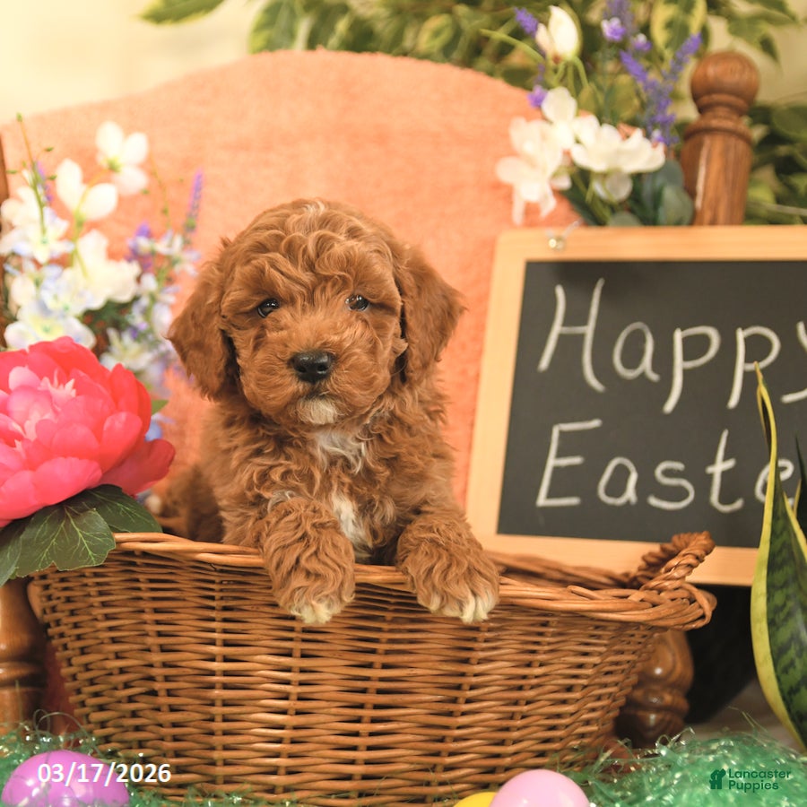 Mini Goldendoodle dogs Scott - Ad 1