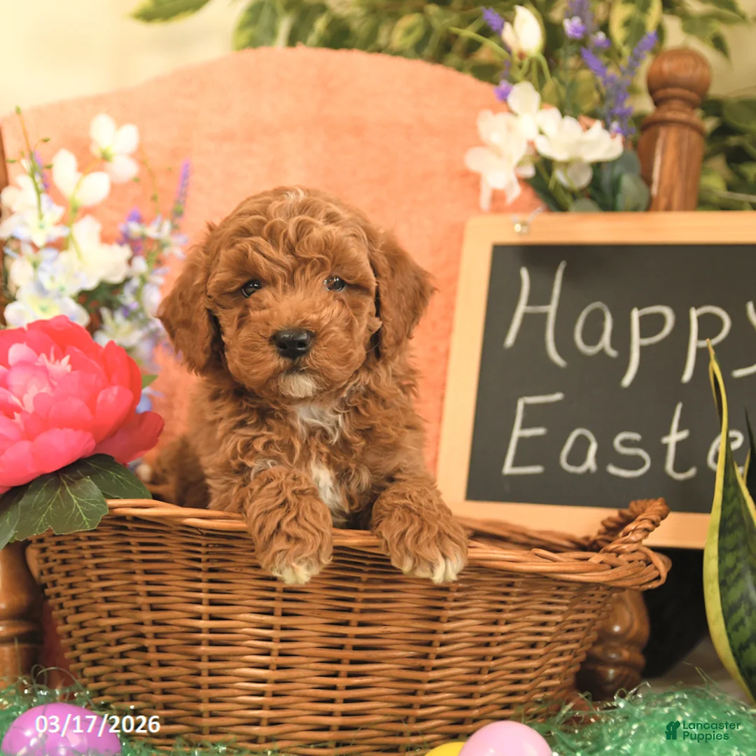 Mini Goldendoodle dogs for sale: Scott - Ad 1