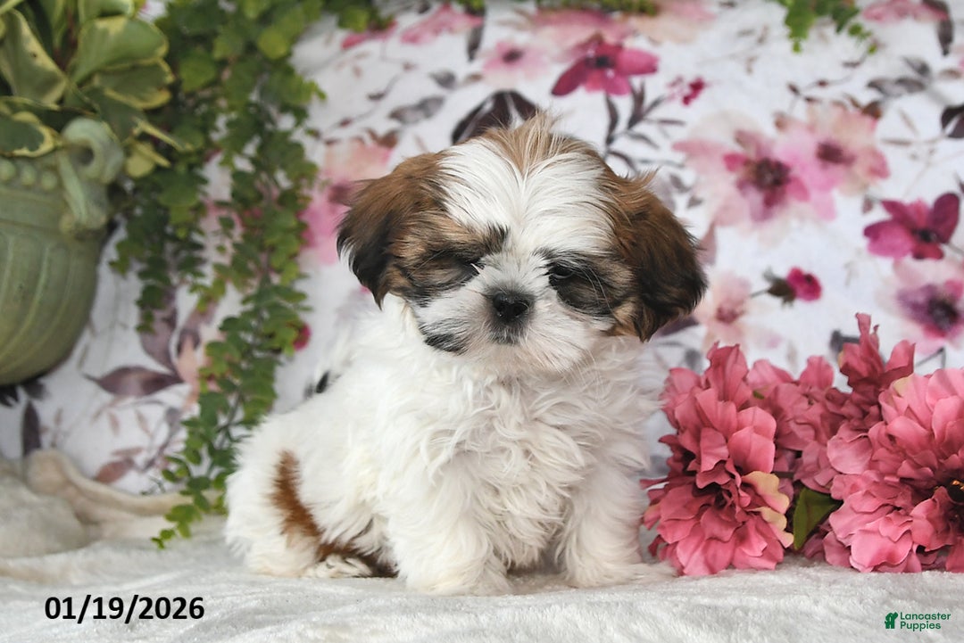 Shih Tzu dogs for sale: Mac - Ad 2